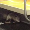 Seriously, Though: What The Hell Happened To That Subway Opossum?